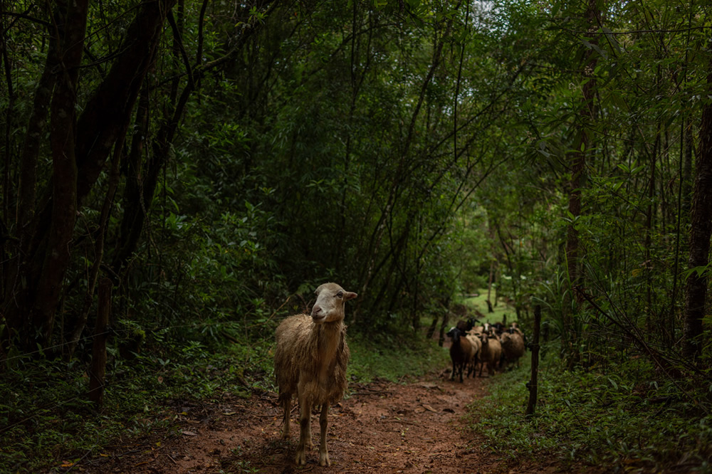 Forest Growers Of Mata Atlântica By Renato Stockler