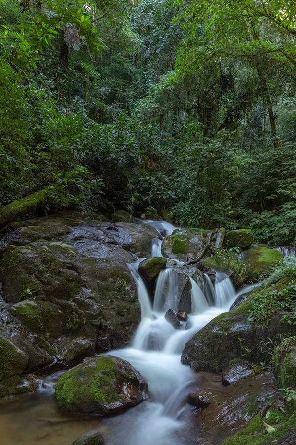 Forest Growers Of Mata Atlântica By Renato Stockler