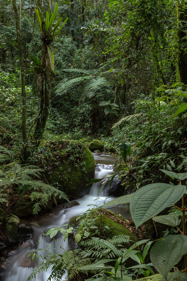 Forest Growers Of Mata Atlântica By Renato Stockler