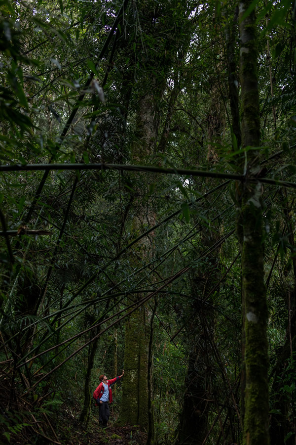 Forest Growers Of Mata Atlântica By Renato Stockler