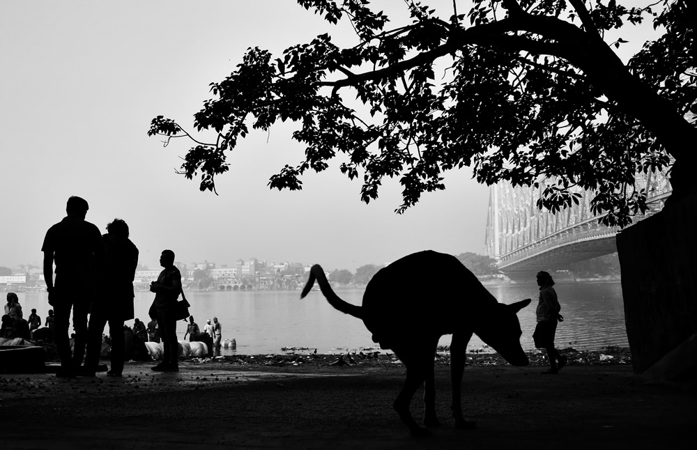 An In-Depth Walking Tour Of India's Famous Mullick Ghat By Md. Sharif Uddin