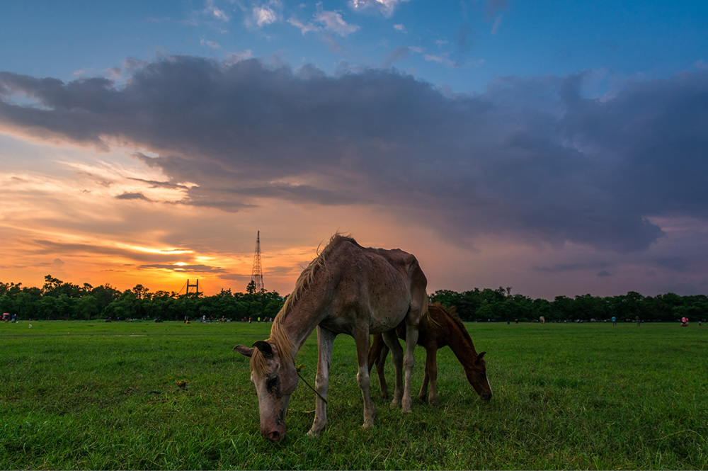 The Lungs Of Kolkata: Photo Series By Pritam Sen