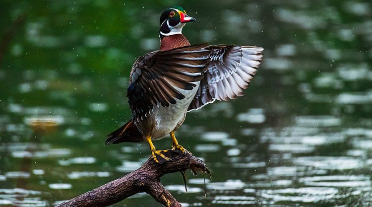 Maiden Visit Of Beautiful American Wood Duck By Saurabh Sirohiya