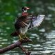 Maiden Visit Of Beautiful American Wood Duck By Saurabh Sirohiya