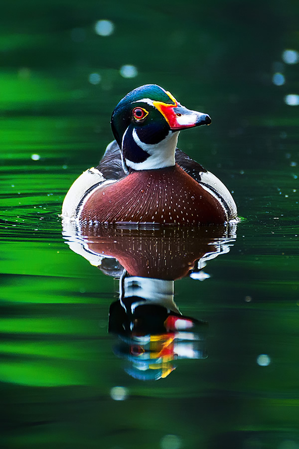 Maiden Visit Of Beautiful American Wood Duck By Saurabh Sirohiya