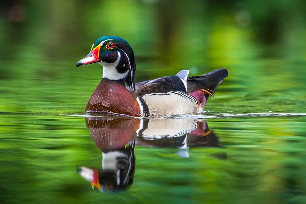 Maiden Visit Of Beautiful American Wood Duck By Saurabh Sirohiya