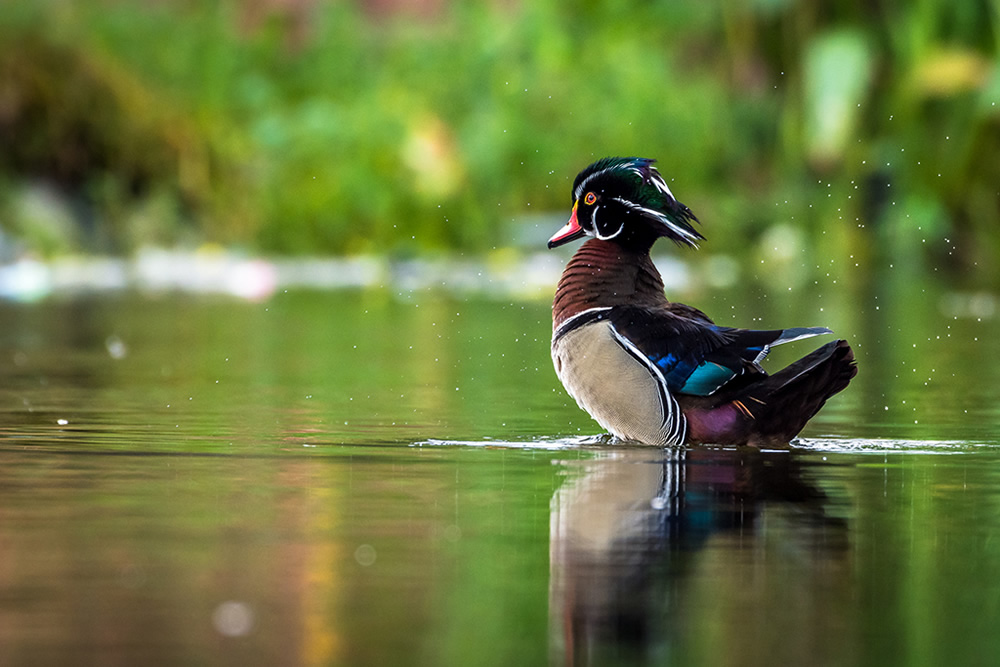 Maiden Visit Of Beautiful American Wood Duck By Saurabh Sirohiya