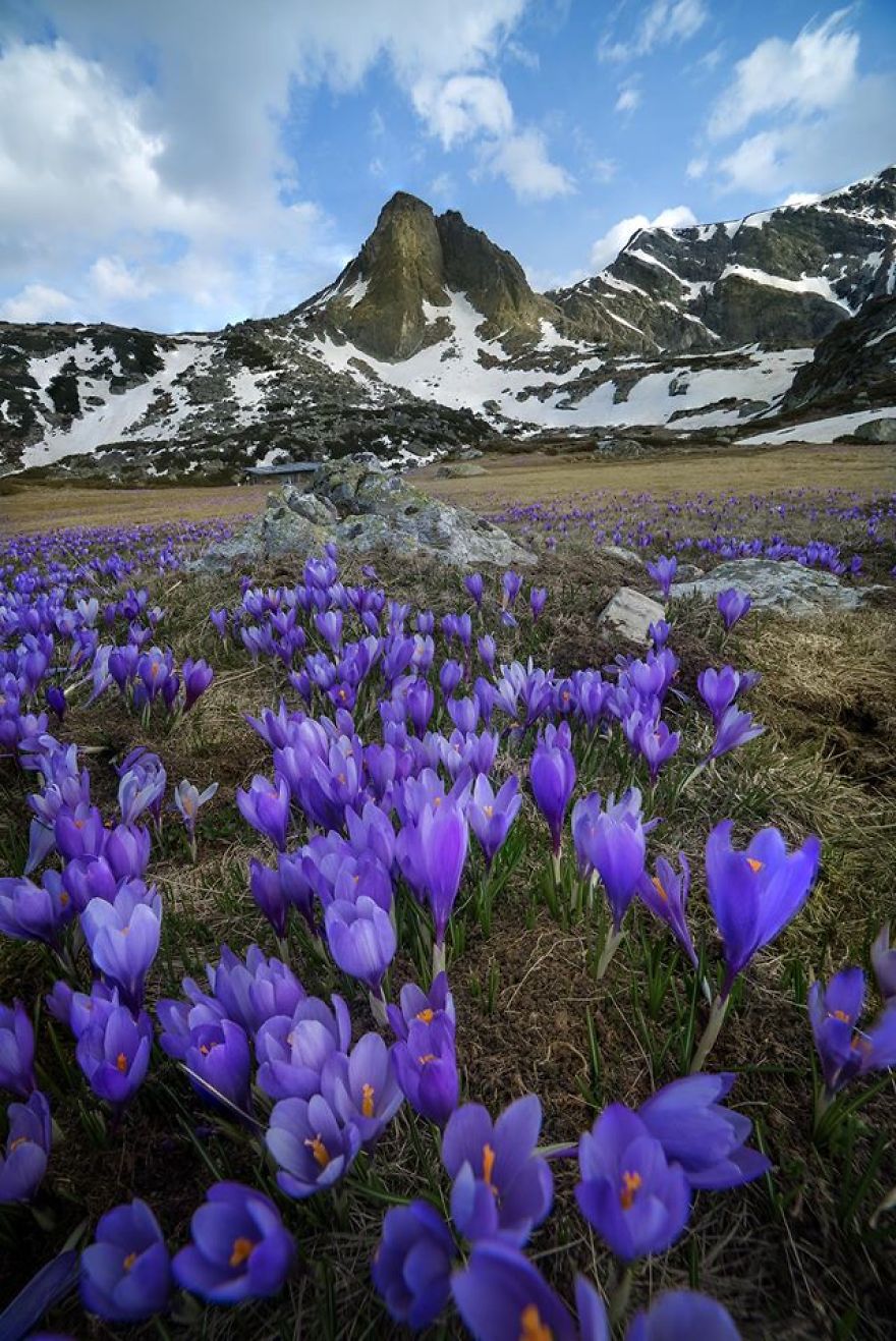 The Field Of Crocuses