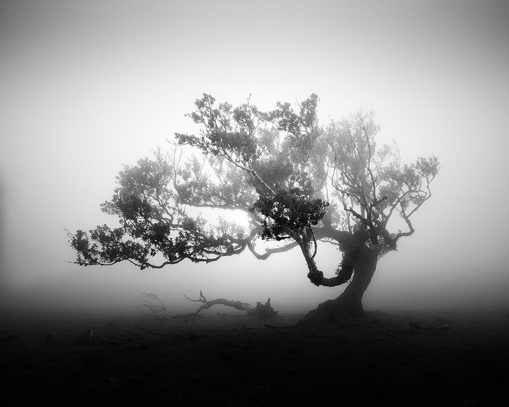 Fanal Madeira Ancient Trees By Michael Schlegel