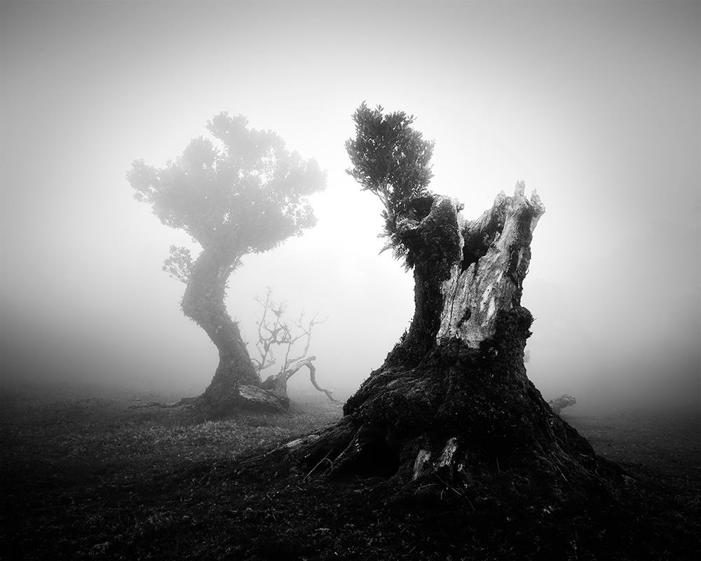 Fanal Madeira Ancient Trees By Michael Schlegel