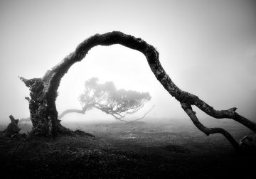 Fanal Madeira Ancient Trees By Michael Schlegel