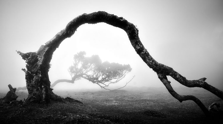 Fanal Madeira Ancient Trees By Michael Schlegel