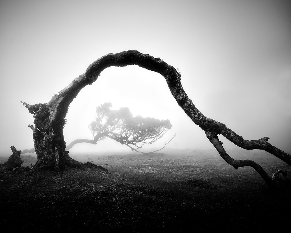 Fanal Madeira Ancient Trees By Michael Schlegel