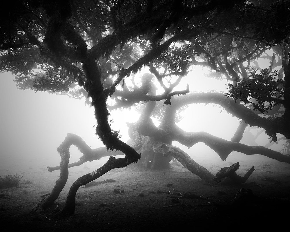 Fanal Madeira Ancient Trees By Michael Schlegel