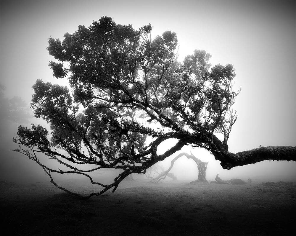 Fanal Madeira Ancient Trees By Michael Schlegel