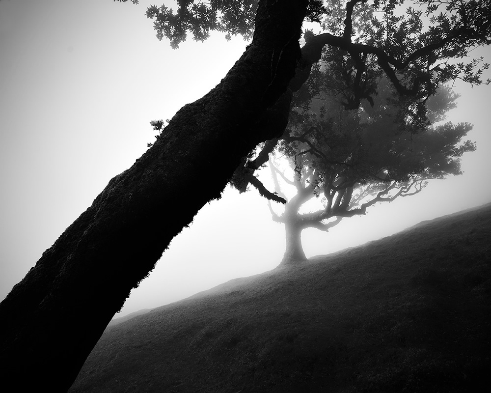 Fanal Madeira Ancient Trees By Michael Schlegel