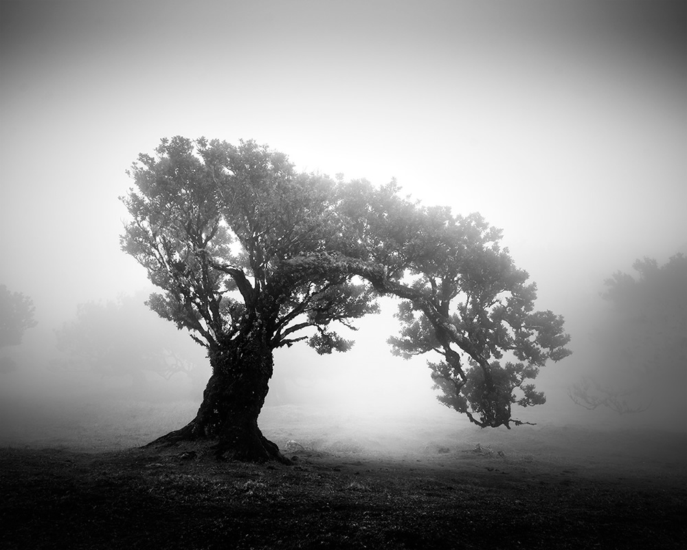 Fanal Madeira Ancient Trees By Michael Schlegel