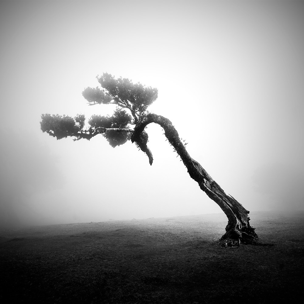 Fanal Madeira Ancient Trees By Michael Schlegel