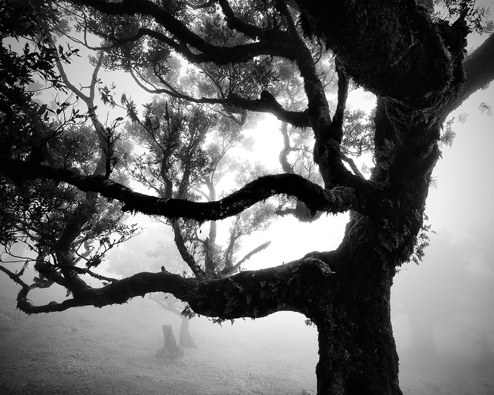 Fanal Madeira Ancient Trees By Michael Schlegel