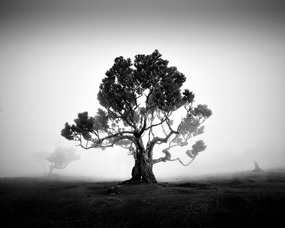 Fanal Madeira Ancient Trees By Michael Schlegel