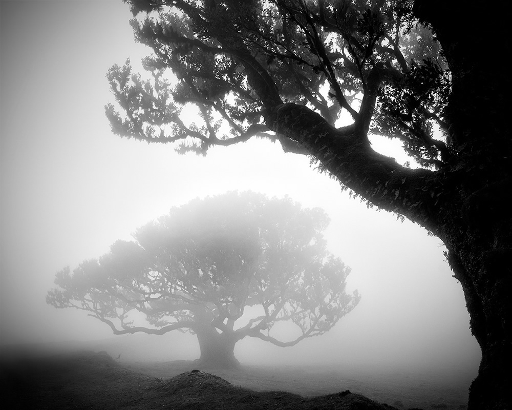 Fanal Madeira Ancient Trees By Michael Schlegel