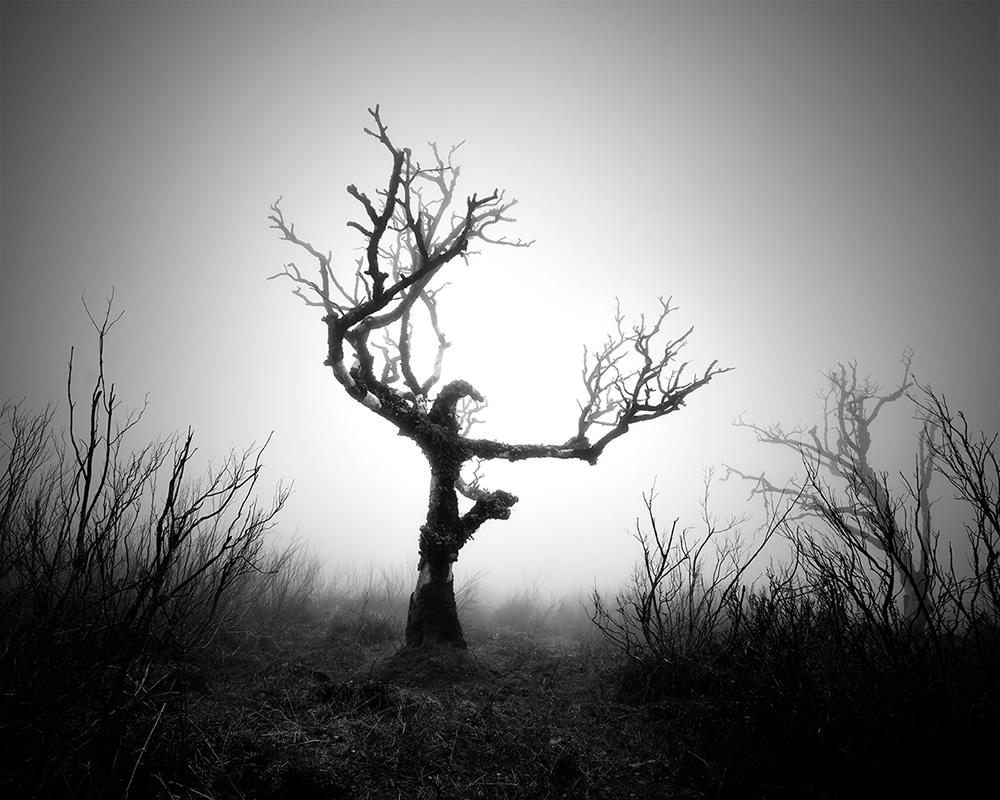 Fanal Madeira Ancient Trees By Michael Schlegel