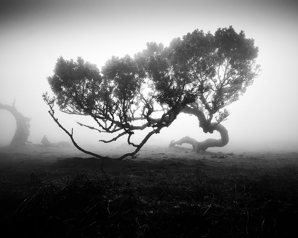 Fanal Madeira Ancient Trees By Michael Schlegel