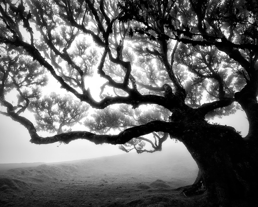 Fanal Madeira Ancient Trees By Michael Schlegel