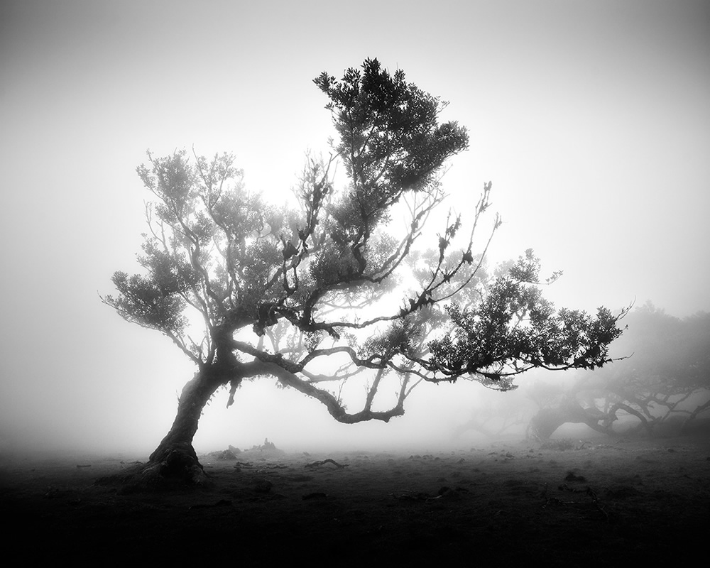 Fanal Madeira Ancient Trees By Michael Schlegel