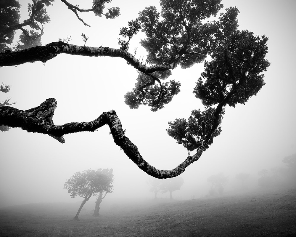 Fanal Madeira Ancient Trees By Michael Schlegel