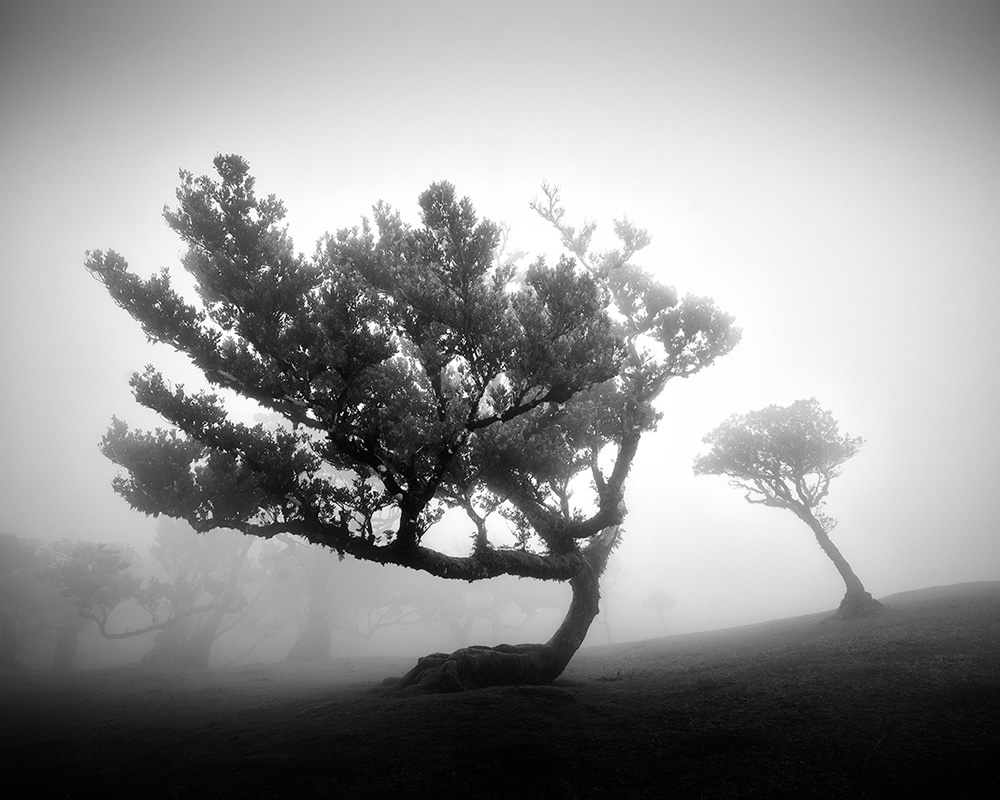 Fanal Madeira Ancient Trees By Michael Schlegel