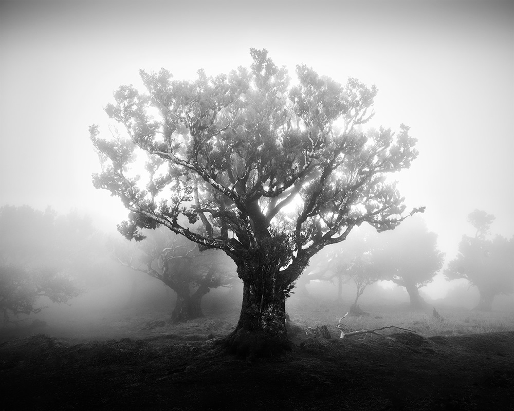 Fanal Madeira Ancient Trees By Michael Schlegel