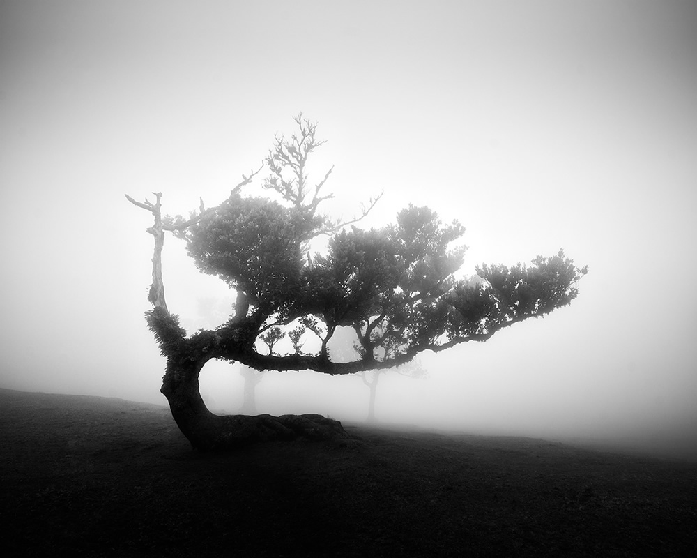 Fanal Madeira Ancient Trees By Michael Schlegel