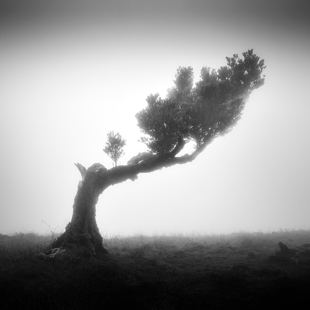 Fanal Madeira Ancient Trees By Michael Schlegel