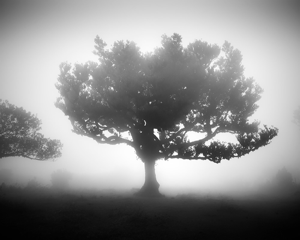 Fanal Madeira Ancient Trees By Michael Schlegel