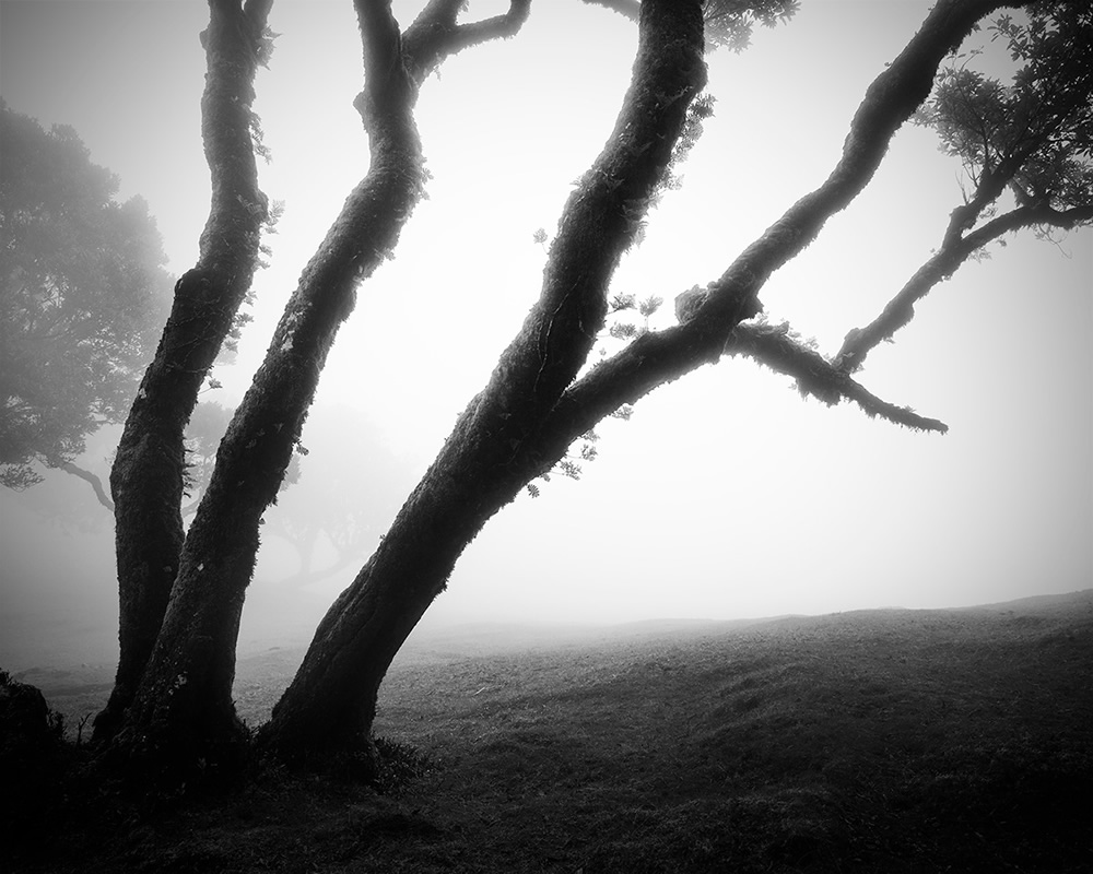 Fanal Madeira Ancient Trees By Michael Schlegel