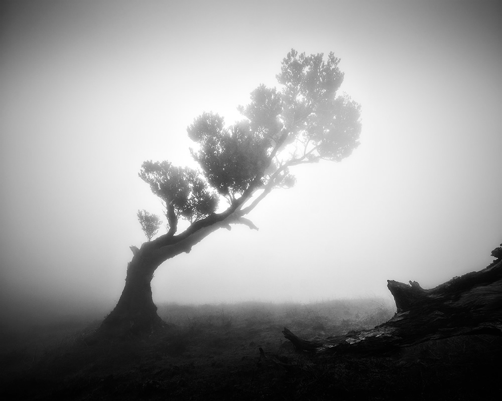 Fanal Madeira Ancient Trees By Michael Schlegel