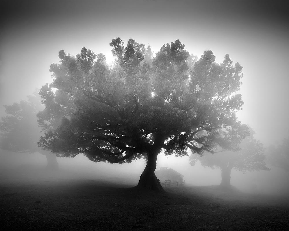 Fanal Madeira Ancient Trees By Michael Schlegel