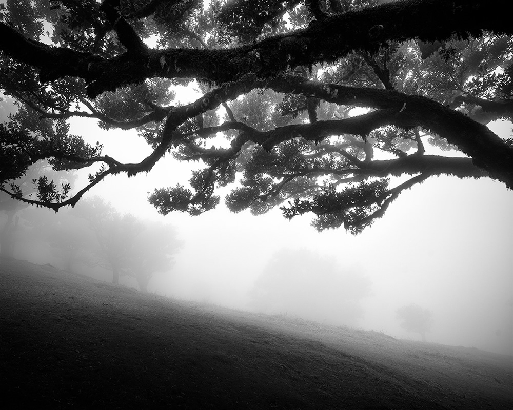 Fanal Madeira Ancient Trees By Michael Schlegel