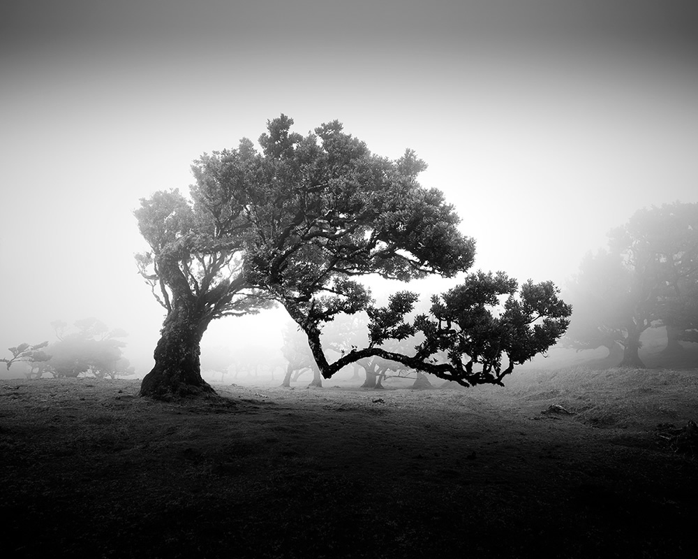 Fanal Madeira Ancient Trees By Michael Schlegel