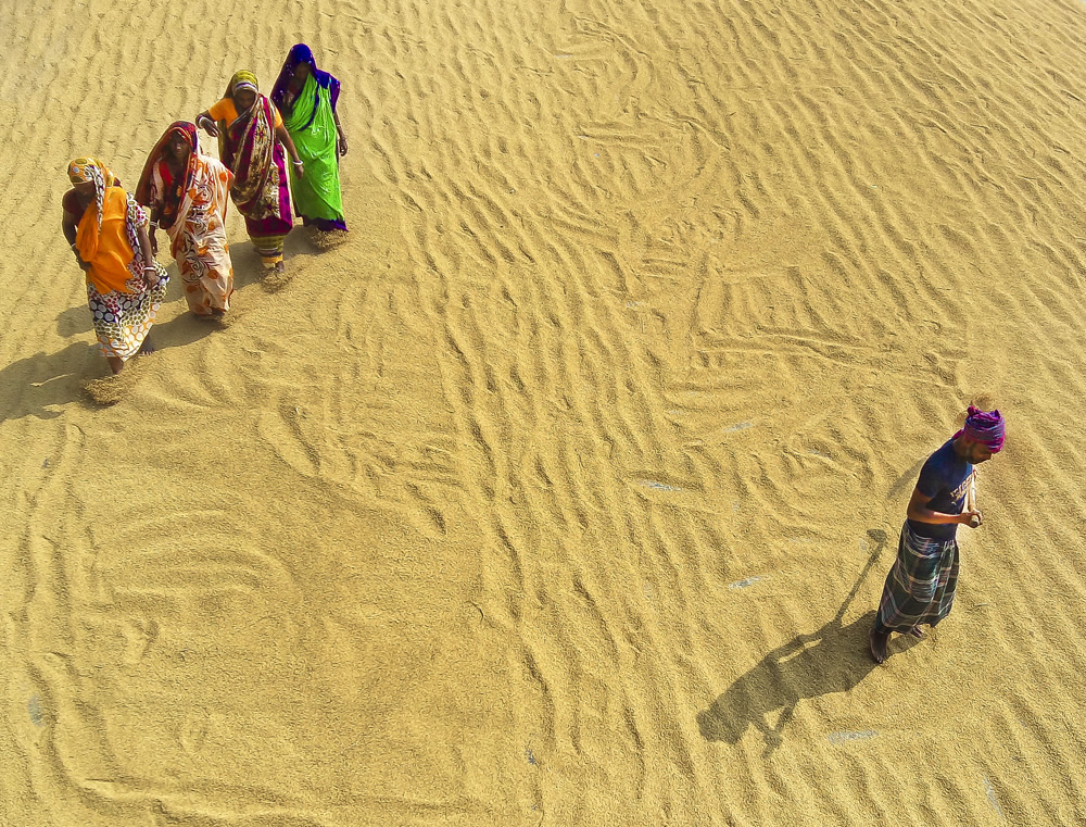 Paddy Grain Drying Process Of Village People By Ehsanul Siddiq Aranya