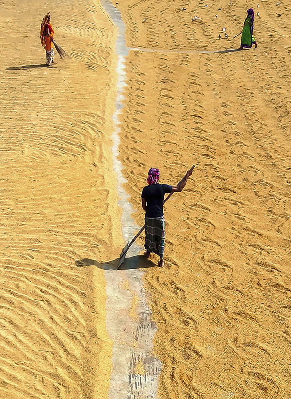 Paddy Grain Drying Process Of Village People By Ehsanul Siddiq Aranya