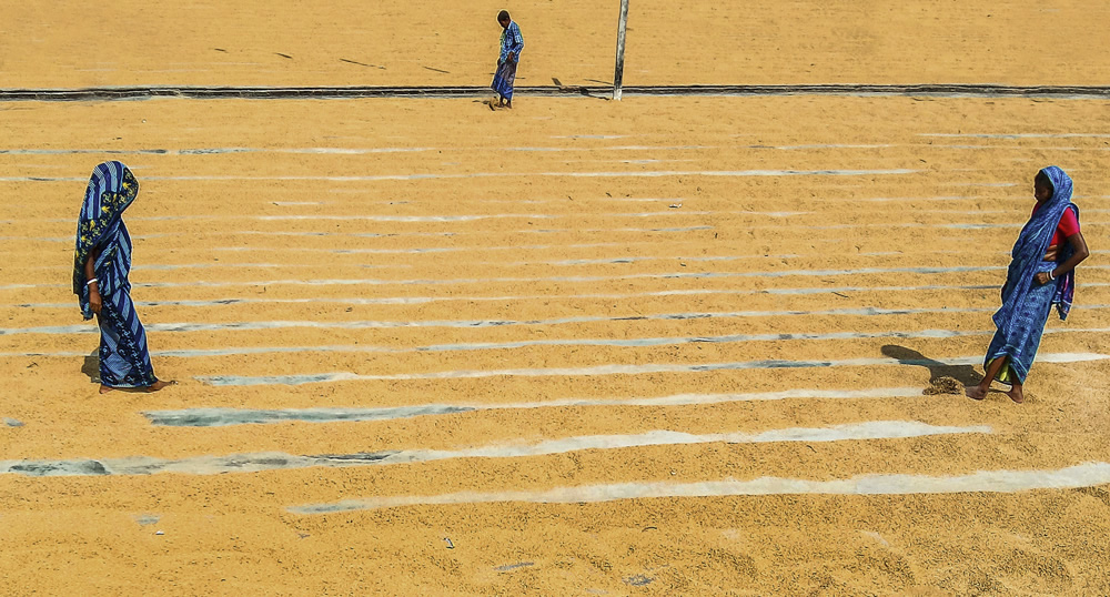 Paddy Grain Drying Process Of Village People By Ehsanul Siddiq Aranya