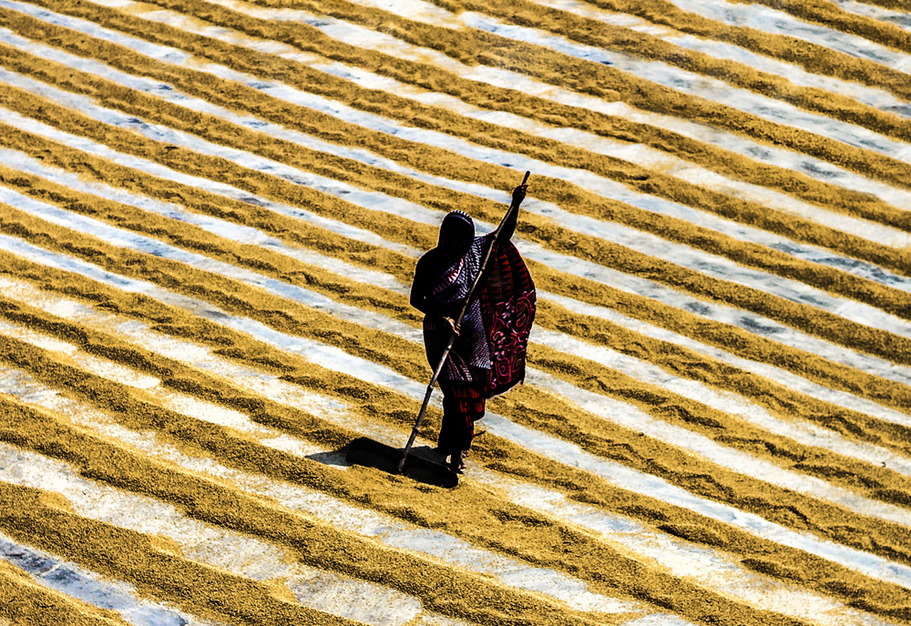 Paddy Grain Drying Process Of Village People By Ehsanul Siddiq Aranya