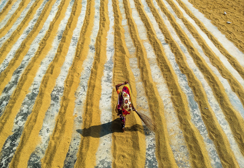 Paddy Grain Drying Process Of Village People By Ehsanul Siddiq Aranya