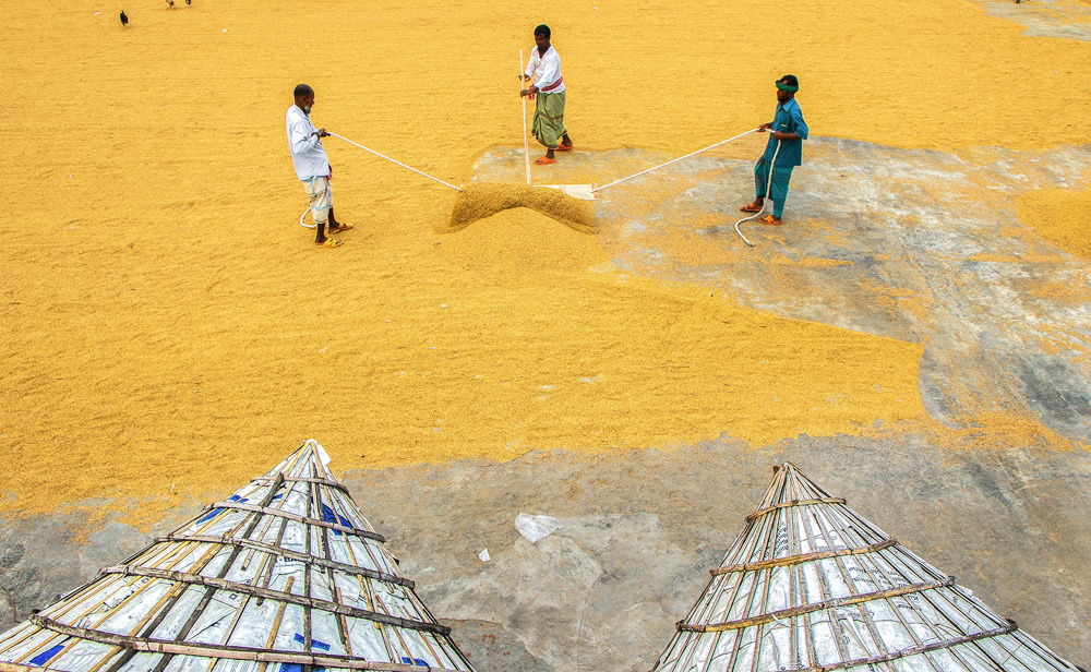 Paddy Grain Drying Process Of Village People By Ehsanul Siddiq Aranya