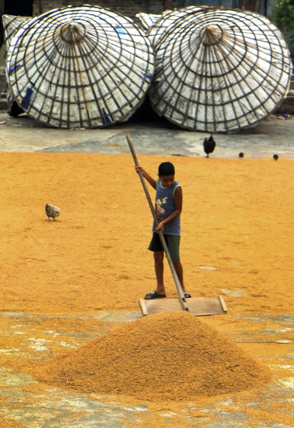 Paddy Grain Drying Process Of Village People By Ehsanul Siddiq Aranya