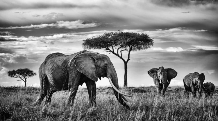 Wildlife Photographer Peter Delaney Spent Countless Hours To Capture These Elephants Photos