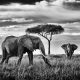 Wildlife Photographer Peter Delaney Spent Countless Hours To Capture These Elephants Photos