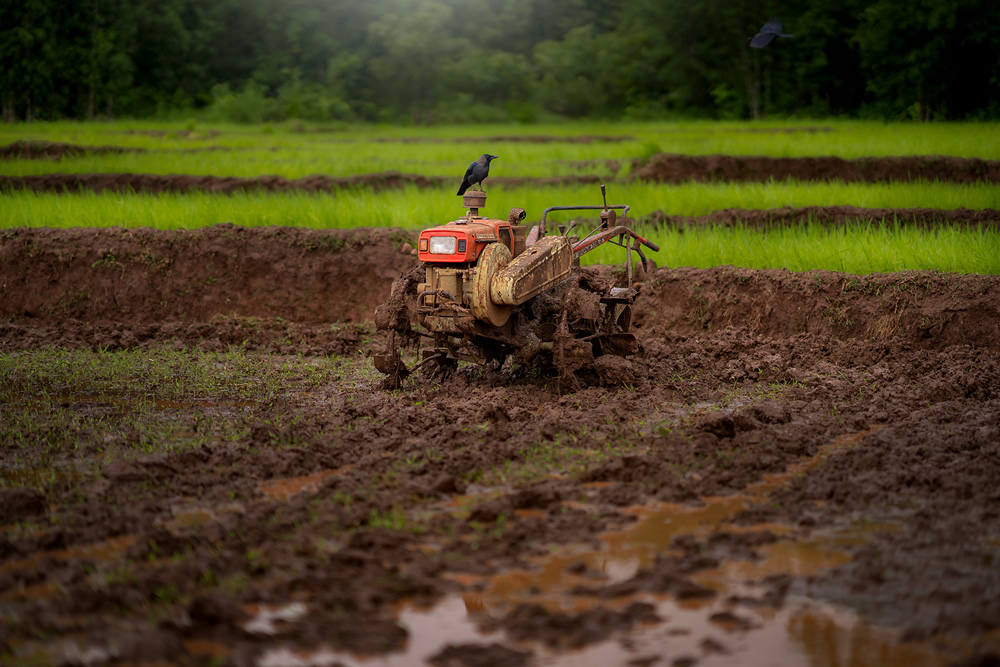 Rice Farming In Konkan, Maharashtra By Krantiveer Shivaji Bhuimbar